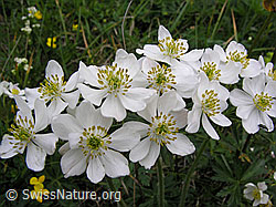 F038474: Narzissenblütige Anemonen, Blüten