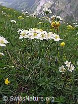 F038476: Narzissenblütige Anemonen