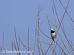 Foto: Bachstelze (Motacilla alba) in Strauch sitzend