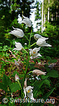 Langblättriges Waldvögelein (Cephalanthera longifolia) (F048763) Langblättriges Waldvögelein (Cephalanthera longifolia) (F048763)