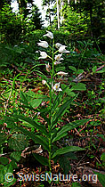 Langblättriges Waldvögelein (Cephalanthera longifolia) (F048768) Langblättriges Waldvögelein (Cephalanthera longifolia) (F048768)