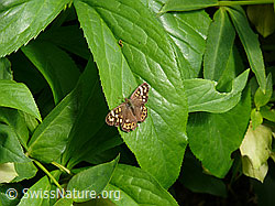Foto: Waldbrettspiel (Pararge aegeria)