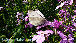 Foto: Kleiner Kohlweissling (Pieris rapae) an Gemeiner Nachtviole (Hesperis matronalis)