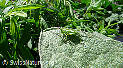 Foto: Junges Grünes Heupferd (Tettigonia viridissima)