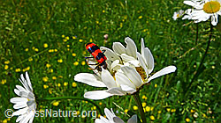 Foto: Gemeiner Bienenkäfer (Trichodes apiarius) auf  Gewöhnlicher Wiesen-Margerite (Leucanthemum vulgare)