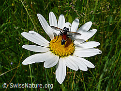 F049727: Schwebefliege auf Margerite