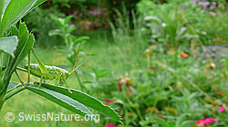 Foto: Grünes Heupferd (Tettigonia viridissima)