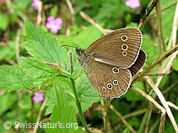 Foto: Brauner Waldvogel (Aphantopus hyperantus)