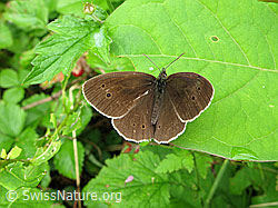 Foto: Brauner Waldvogel