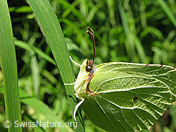Foto: Zitronenfalter an Grashalm