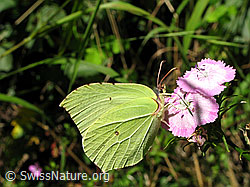 Foto: Zitronenfalter an Blüte