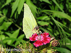 Foto: Zitronenfalter auf Blüte