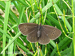 Foto: Brauner Waldvogel