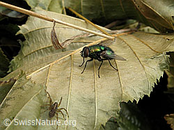 F053626: Goldfliege und Spinne