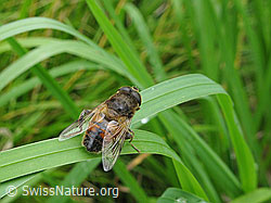 Foto: Mistbiene (Eristalis tenax)