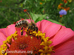 Foto: Biene auf Blüte