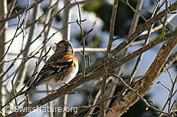 Foto: Bergfink (Fringilla montifringilla)