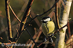 Foto: Kohlmeise (Parus major) im Streiflicht