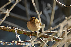 F053757: Buchfink (Fringilla coelebs), Weibchen