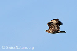 Foto: Mäusebussard im Flug