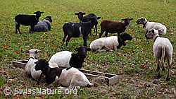 Foto: Schafherde