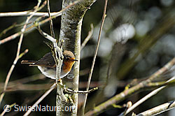 Foto: Rotkehlchen