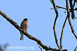 F056656: Singvogel auf einem Ast