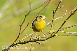 Foto: Grünling (Chloris chloris)