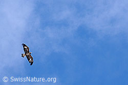 Foto: Fliegender Steinadler