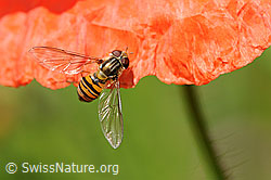F058097: Winterschwebfliege auf Mohn