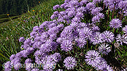 Foto: Schaft-Kugelblumen