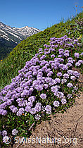 Foto: Kugelblumen