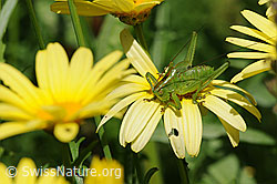 Foto: Grünes Heupferd (Tettigonia viridissima)