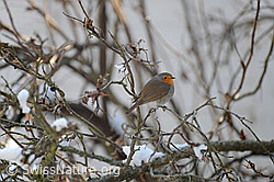 Foto: Rotkehlchen