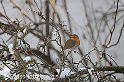 Foto: Rotkehlchen