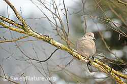 Foto: Türkentaube (Streptopelia decaocto)