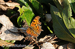 F066360: C-Falter (Polygonia c-album)