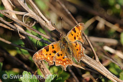 F066367: C-Falter (Polygonia c-album)