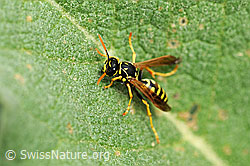Foto: Französische Feldwespe (Polistes dominula)