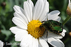 Foto: Goldglänzender Rosenkäfer (Cetonia aurata) auf Gewöhnlicher Wiesen-Margerite (Leucanthemum vulgare)