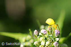 Foto: Spinne mit Faden