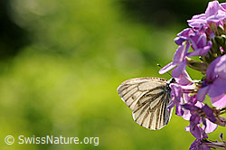 Foto: Rapsweissling (Pieris napi) an Blüte