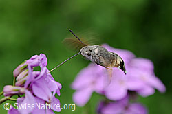 Foto: Schwebendes Taubenschwänzchen (Macroglossum stellatarum)