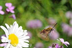 Foto: Hummelschwärmer (Hemaris fuciformis) im Flug