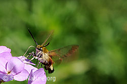 Foto: Hummelschwärmer (Hemaris fuciformis) auf Blütendolde.