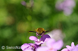 Foto: Hummelschwärmer (Hemaris fuciformis) auf Blüte