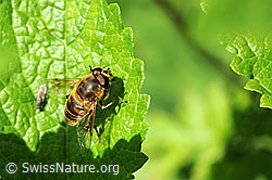 Foto: Mistbiene (Eristalis tenax)