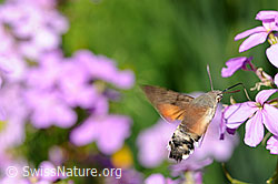 Foto: Nektarsaugendes Taubenschwänzchen (Macroglossum stellatarum)