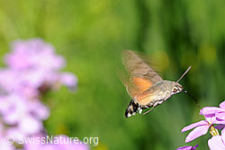 Foto: Taubenschwänzchen (Macroglossum stellatarum) im Schwebeflug