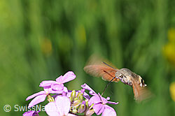 Foto: Nektarsaugendes Taubenschwänzchen im Schwebeflug